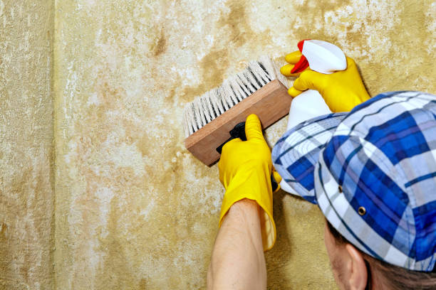 Best Attic Mold Removal  in Harbison Nyon, CA