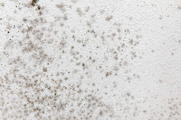 Mold Odor Removal Services in Harbison Canyon, CA