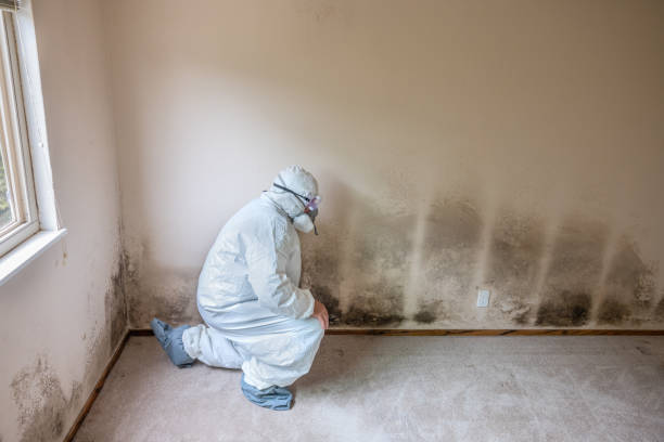 Mold Remediation for Vacation Homes in Harbison Canyon, CA